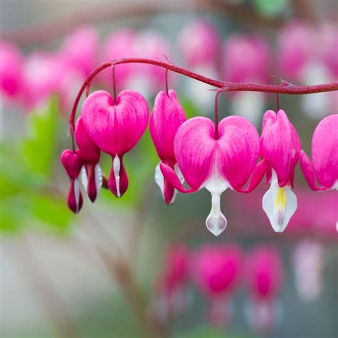 Informational Factors To Growing Your Bleeding Heart Plant - Little ...