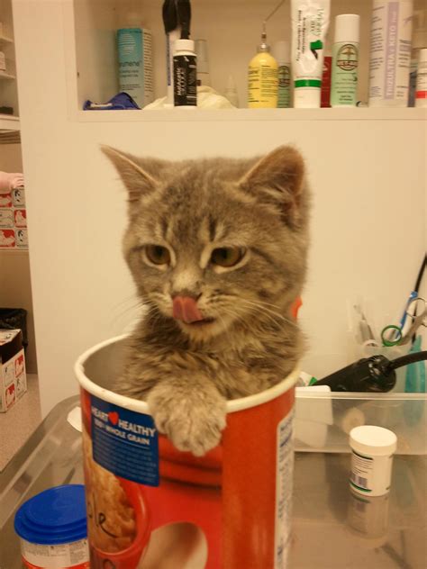 Covedale Pet Hospital - Cincinnati, OH 45238