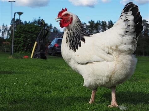 Image result for Chicken Fried Tutorial