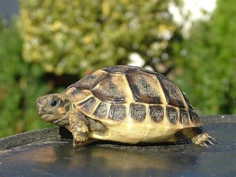 Image result for Tortoise