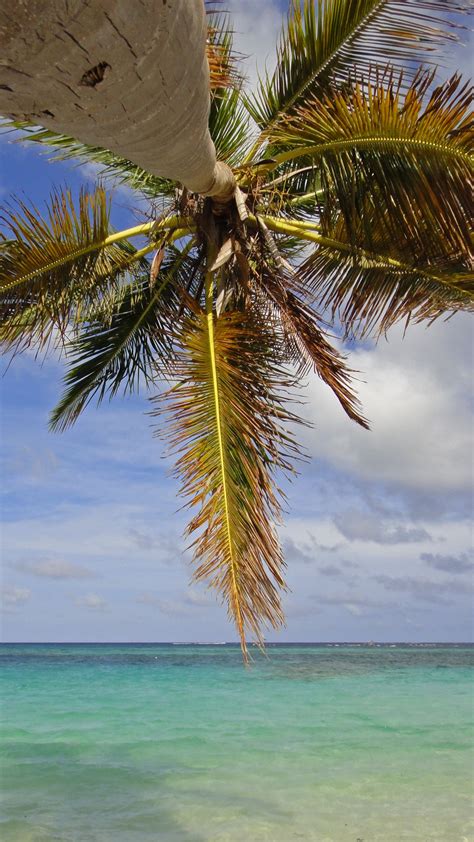 Download wallpaper 1080x1920 palm tree, branches, sea, tropics samsung ...