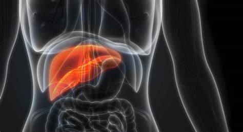 Hepatic Steatosis Treatment – Grocare® India