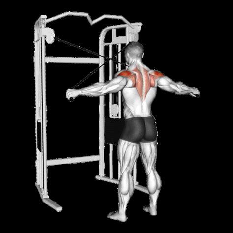 Dumbbell Reverse Fly: Guide, Muscles Worked, Tips | Athlemove