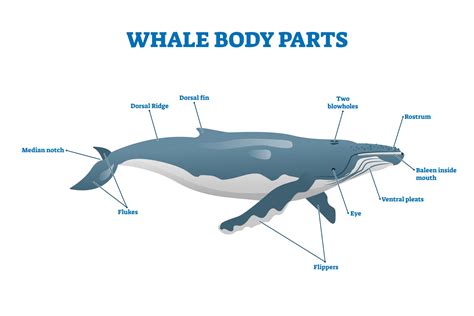 Parts Of Whale