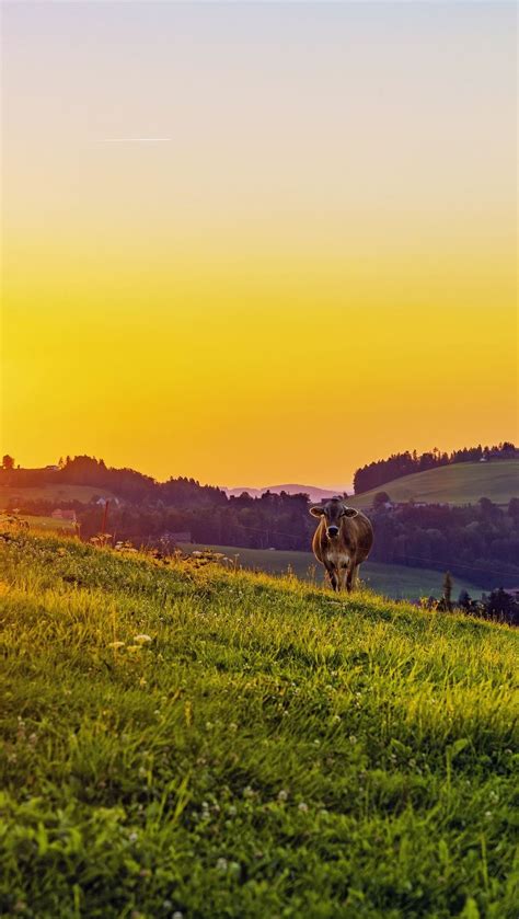 Vaca en el campo Fondo de pantalla 4k HD ID:10751