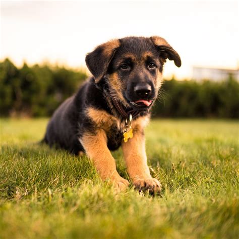 German Shepherd Puppy Teeth