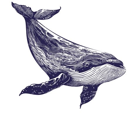 Premium Vector | Whale sea animal sketch hand drawn in doodle style illustration