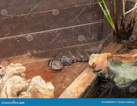 Lizard - Blue-tongued Skinks - Australasian Genus Tiliqua Sits on Ground in Gan Guru Kangaroo ...