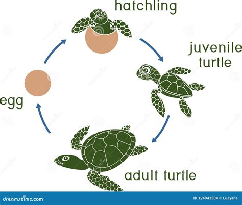 Life Cycle of Sea Turtle. Sequence of Stages of Development of Turtle ...