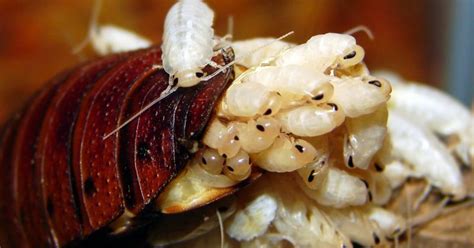 Could Cockroach Milk Be The Next Big Superfood?