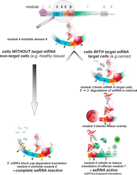 Small Activatingrna 的图像结果