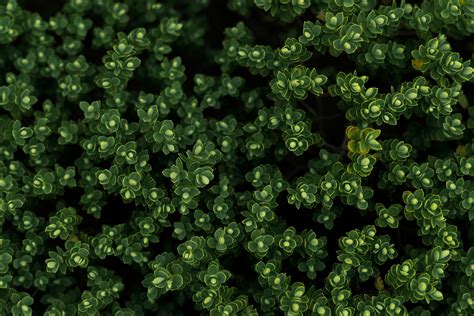 Moody Green Wallpaper Photos, Download The BEST Free Moody Green ...