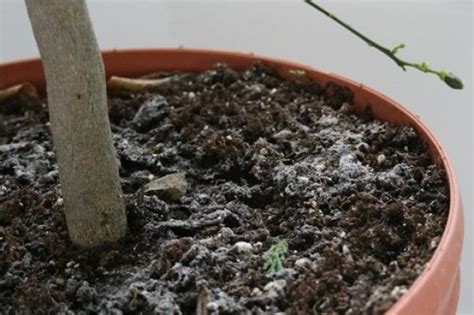 How to Get Rid of Mold on Plant Soil | Gardeningtheme.com
