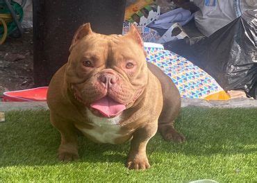 Image result for Bully Silentpatch Install