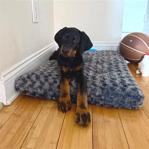 Adopt Noah Kahan Today - Pets TheCountyOffice