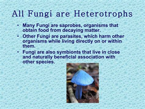21 3 Ecology Of Fungi | PPT