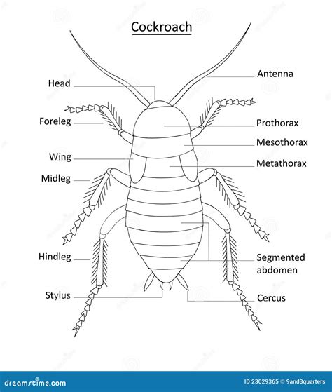 Parts Of A Cockroach , Morphology of Cockroach Head, Thorax and Abdomen – IXYI