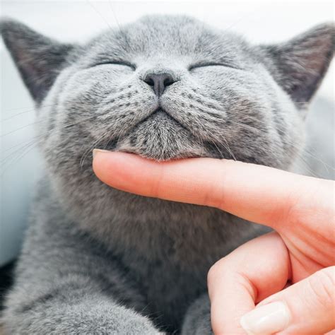 Why Your Cat Purrs When You Pet Her My Cat Purrs When I Pet Her