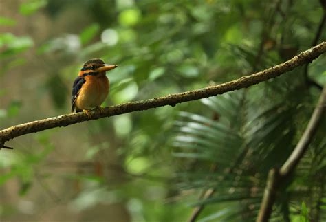 Genus Actenoides Kingfishers — Coke Smith Wildlife
