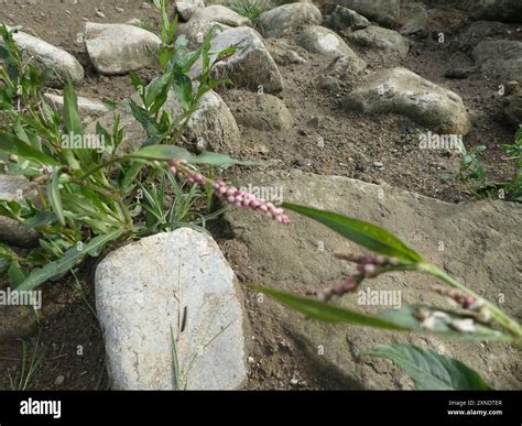 spotted lady's thumb (Persicaria maculosa) Plantae Stock Photo - Alamy