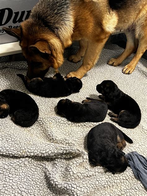 German Shepherds Puppies Newborn