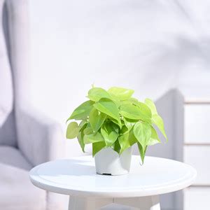 Ugaoo Plants Online at Discounted Prices on Flipkart