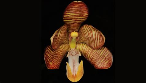 orchids-of-sikkim-himalayas