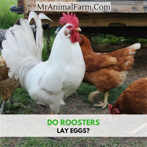 Do Roosters Lay Eggs? (and more rooster and egg facts)