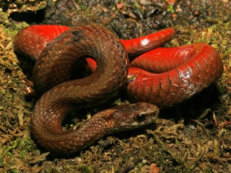 Red Bellied Snake