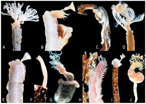 Epifaunal Assemblages of the Fan Mussel Atrina fragilis (Mollusca ...