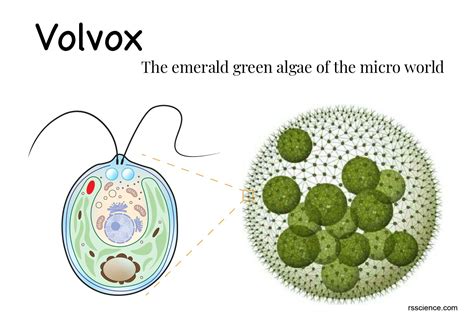 Volvox Daughter Colonies