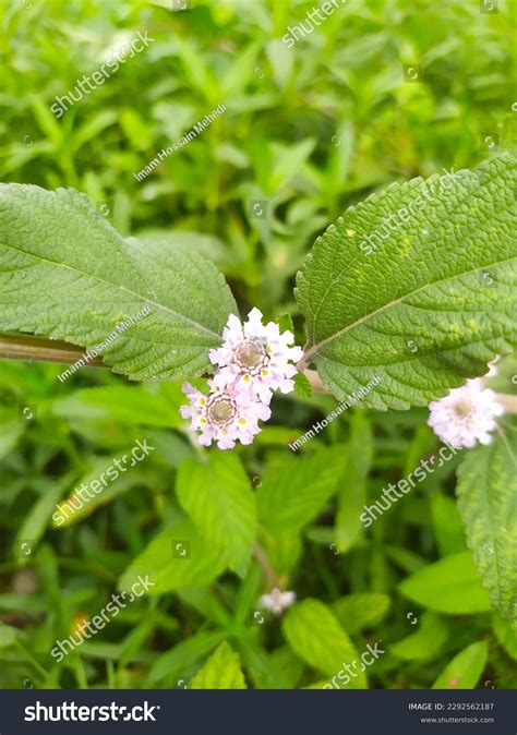 Phyla Nodiflora Frog Fruit Sawtooth Fogfruit Stock Photo 2292562187 | Shutterstock