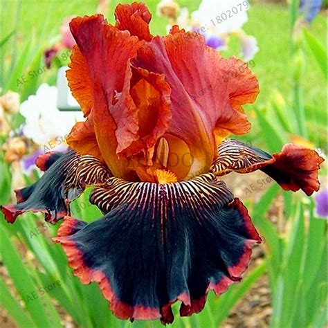 List 90+ Pictures Photos Of Iris Flower Stunning
