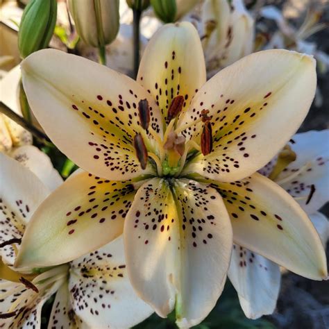 Social Faux Pas (LF, 2023) - Lilyfield Farm