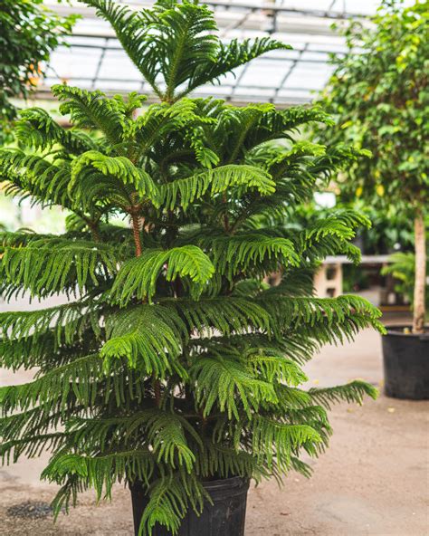 Norfolk Island Pine 101: Indoor Care Tips for a Happy Tree - Blog ...