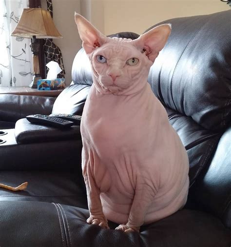 Cute Funny Animals, Funny Cute, Cute Cats, Hilarious, Fat Hairless Cat ...