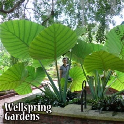 Buy Colocasia gigantea - Thailand Giant Thai Giant Elephant Ear Live ...