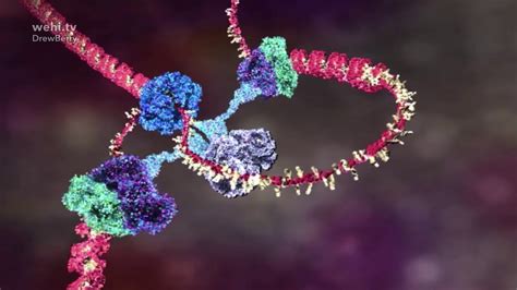 Image result for Advanced DNA Replication Animation