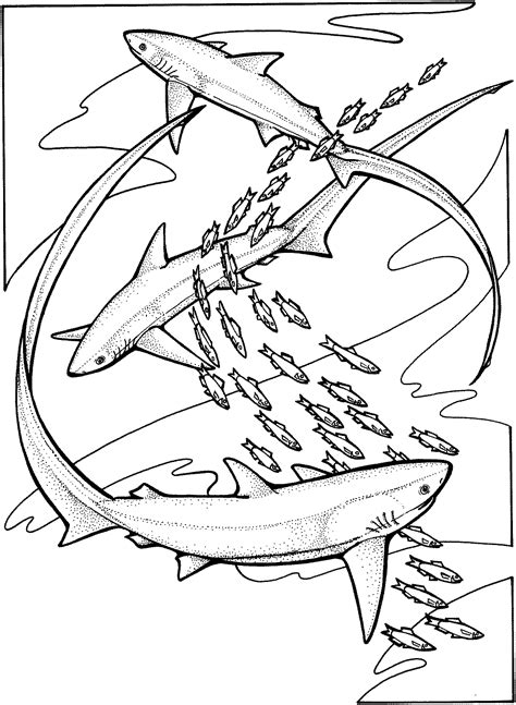 Free Shark Coloring Pages