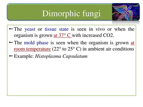 PPT - Fungi PowerPoint Presentation, free download - ID:8941565