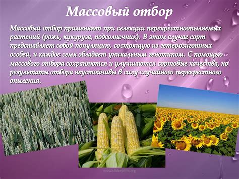 Методы селекции растений - Презентация Биология