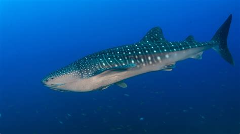 Maumere-Komodo-Bali – with Whale Sharks of Saleh Bay - Mermaid Liveaboards