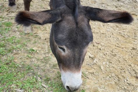 Image result for Mule 4 Foreach Example