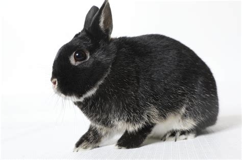 Silver Marten Rabbit: A Guide to This Unique Breed - Everbreed