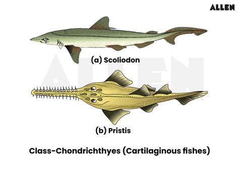 Animal Kingdom: Definition, Classification and Important NEET Questions
