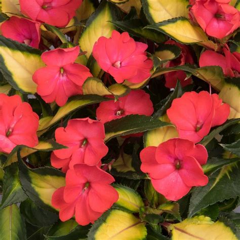 SunStanding Jazzy Coral New Guinea Impatiens – Southern Idaho Landscape ...
