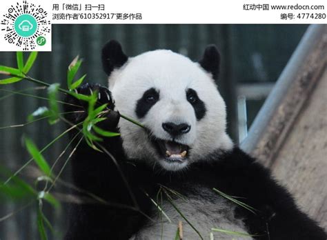 吃竹子的大熊猫高清图片下载_红动网