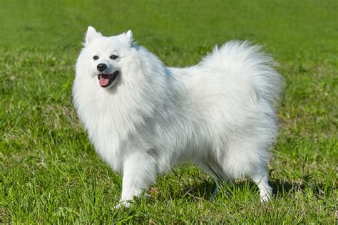 Japanese Spitz Dog Breed Health and Care | PetMD
