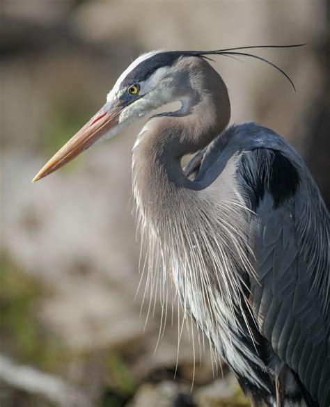 Great Blue Heron | Heron art, Heron photography, Exotic birds