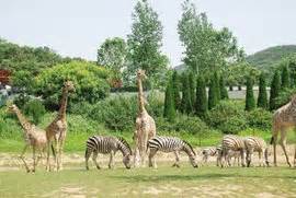 SCIENCE WORLD: 群居动物 / Haiwan hidup dalam kumpulan / Animals live in groups